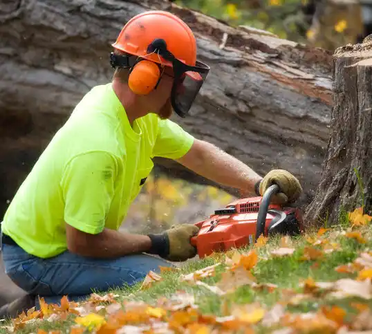 tree services East Syracuse